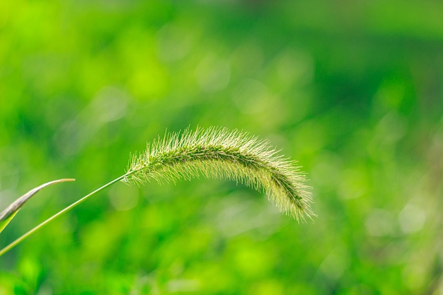 Free Green Health photo and picture