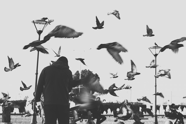 Free Birds Street photo and picture