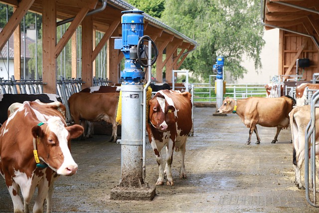 Free Cow Beef photo and picture