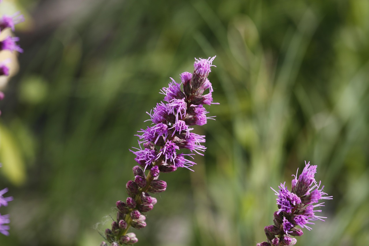 Plante Blomst Natur Gratis Foto P Pixabay Pixabay plante-blomst-natur-gratis-foto-p-pixabay-pixabay