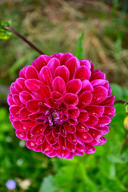 Free Dahlia Blossom photo and picture
