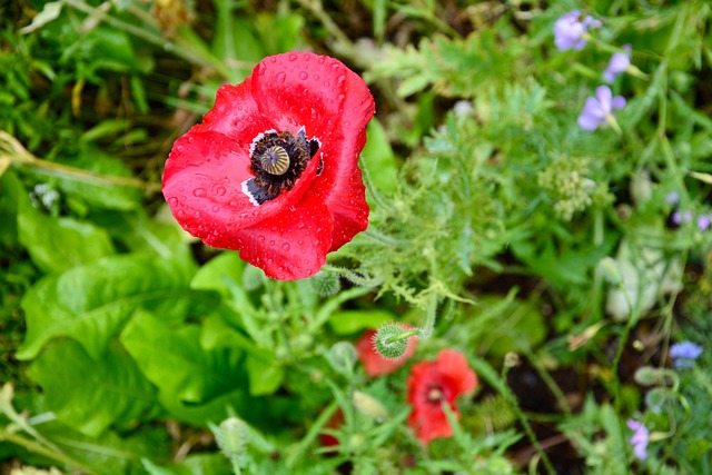 Free Poppy Rain photo and picture