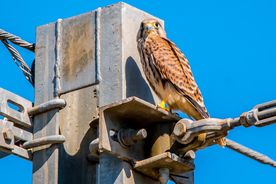 Rapacious Hawk Soliquer - Free photo on Pixabay - Pixabay