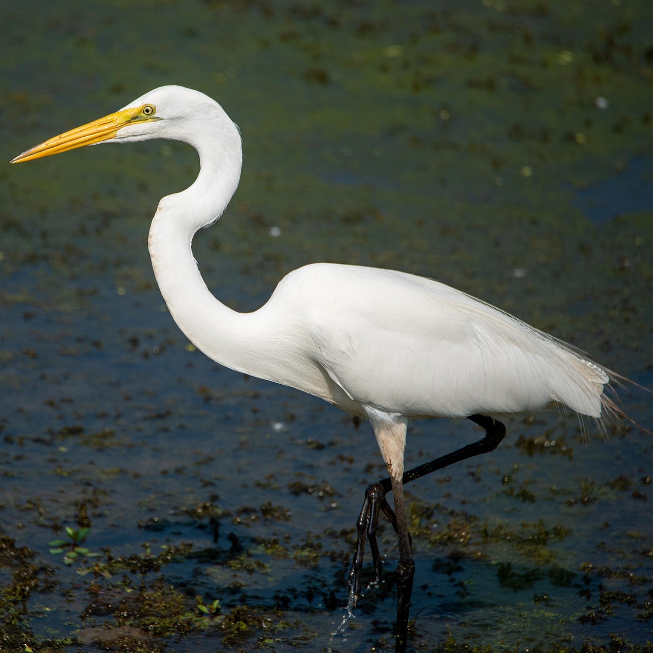 9 000 Free Great Egret Nature Images Pixabay 9 000 Free Great Egret Nature Images Pixabay