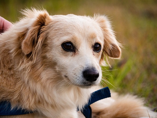 Hond, Gouden, Huisdier, Dier, Mooie