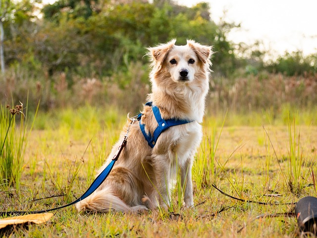 Hond, Kraag, De Borst, Gras, Landschap