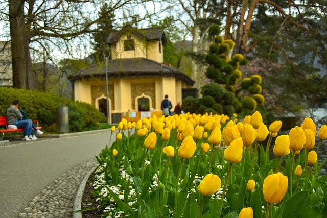 Free Switzerland Flowers photo and picture