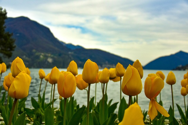 Free Switzerland Flowers photo and picture