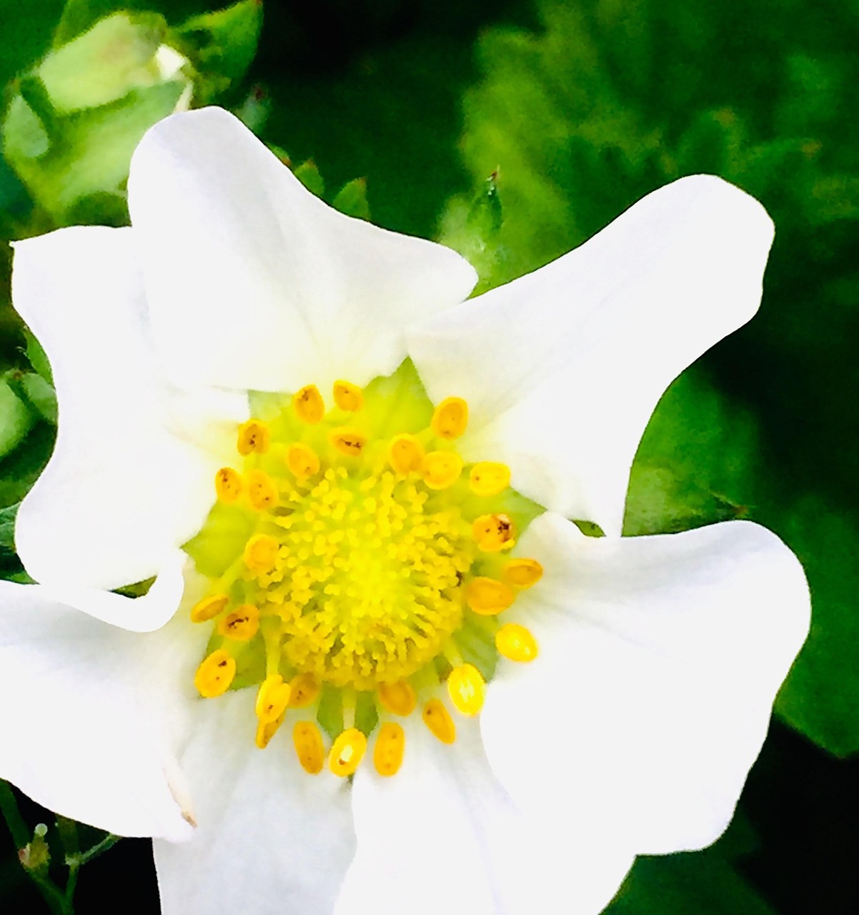 un fiore con molti petali