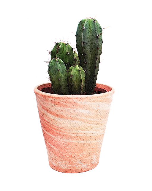 Cacto, Planta, Aquarela, Desenhando