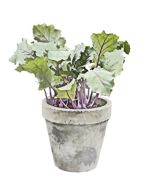 Planta, Repolho, Aquarela, Clipart