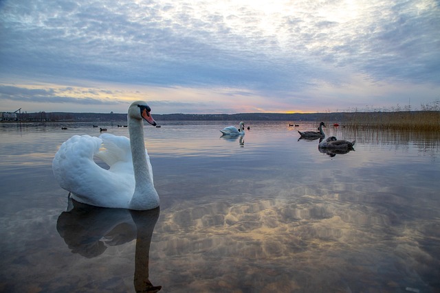 See, Wolken, Wasser, Schwan