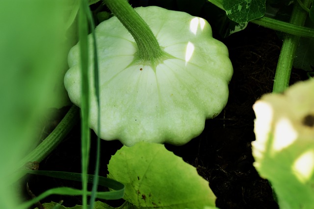 Calabaza De Verano, Patty Pan, Jardín
