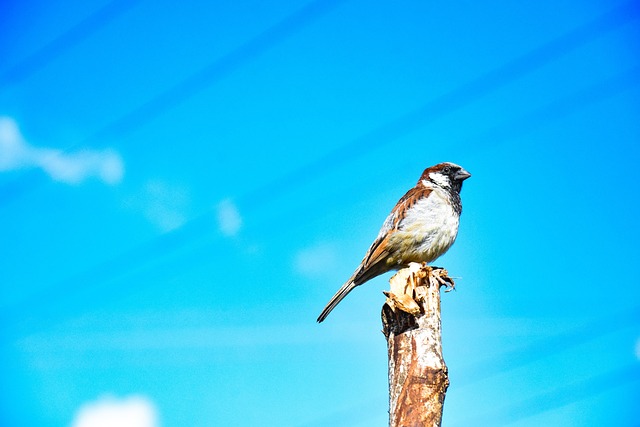 Free Bird Sky photo and picture