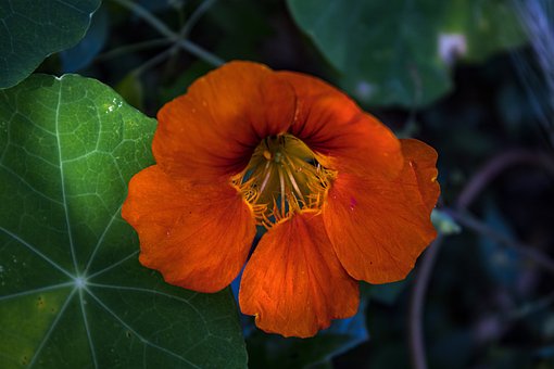 Free Flower Red photo and picture