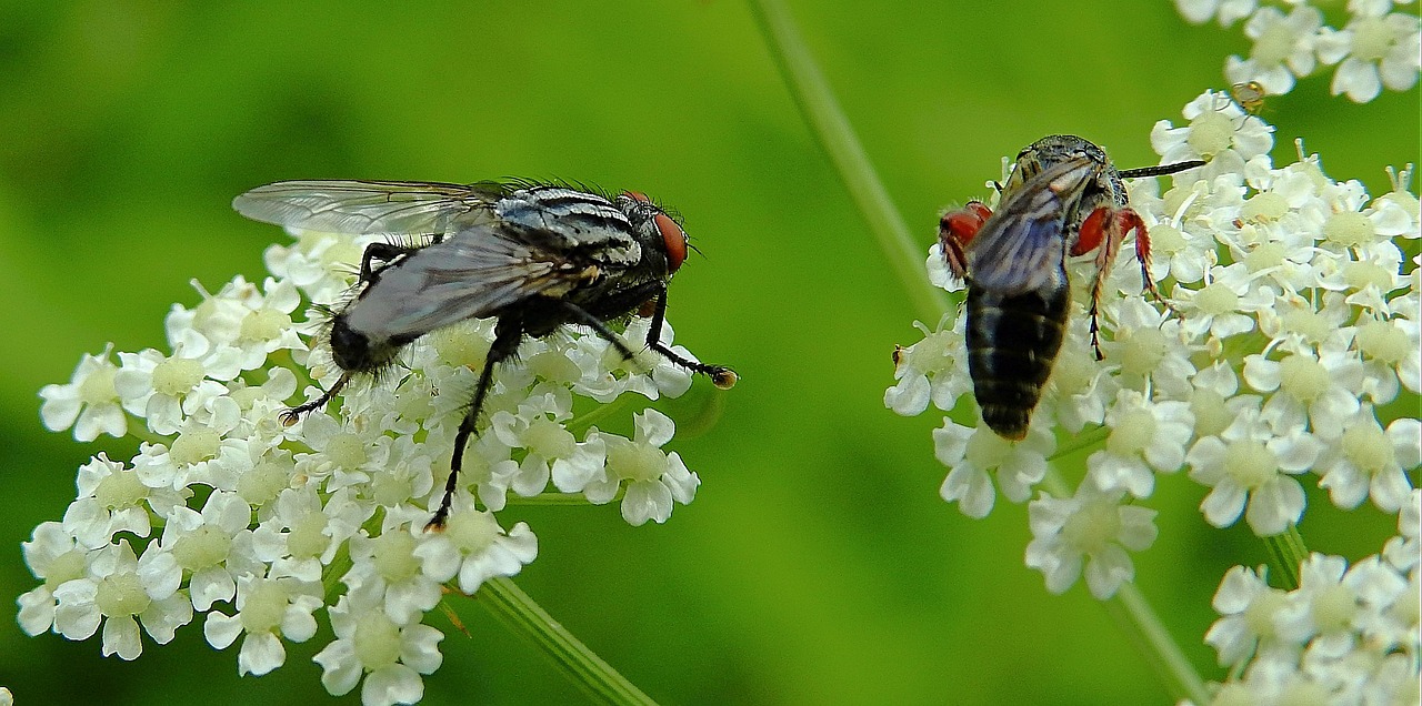 Insekten Mucha Blumen - Kostenloses Foto auf Pixabay