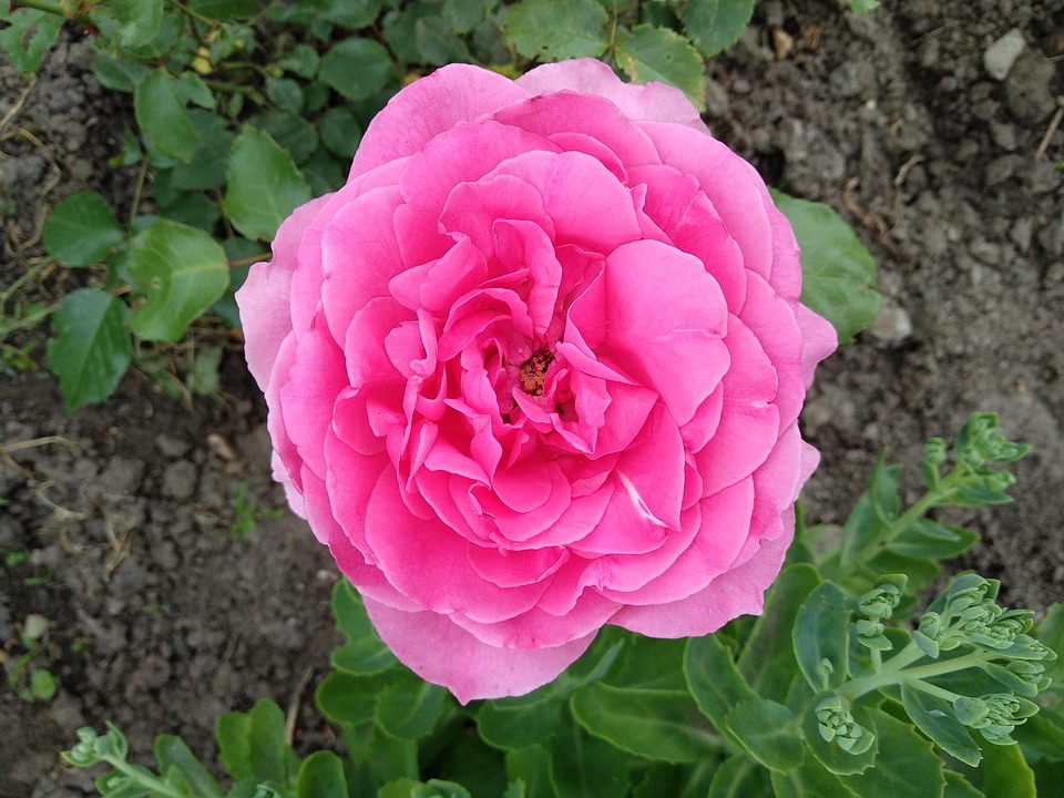 Rose Rouses Pink Free photo on Pixabay