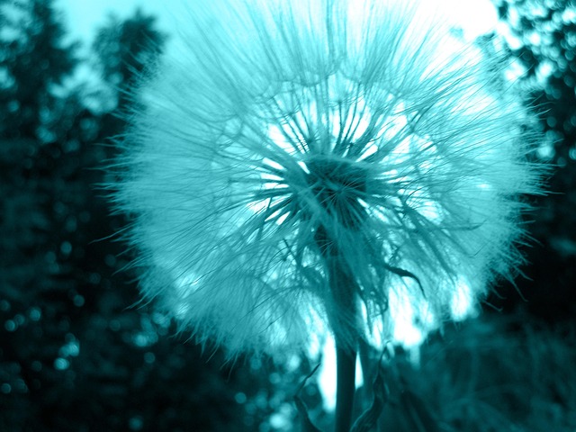 Free Flowers Magic photo and picture