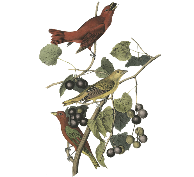 Free bird leaves berries illustration