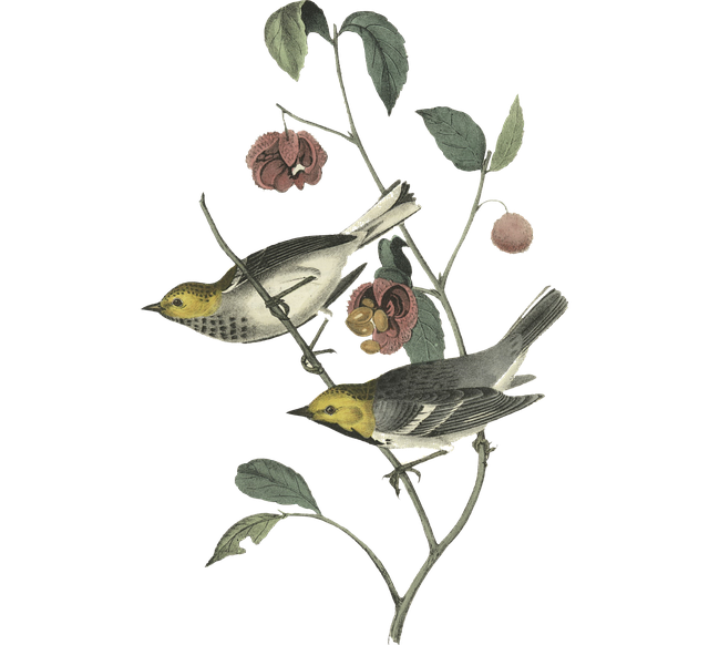 Free birds pair feather illustration