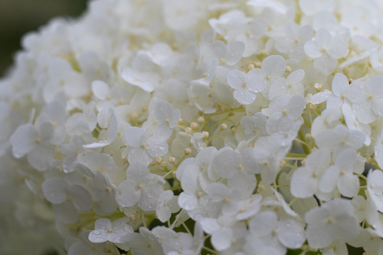 hydrangea annabelle, hydrangea, umbellifer, flower background, white, flower wallpaper, rain, nature, flower, sierheester, beautiful flowers, garden, border