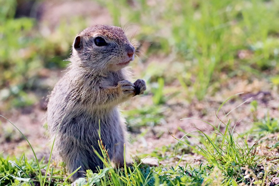 Gopher Rodent Pup Free photo on Pixabay