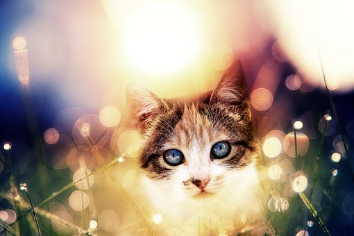 Kat, Katachtig, Portret, Katje, Schattig