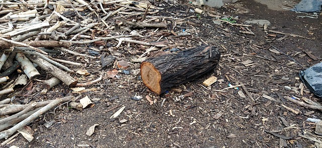 Free Wood Log photo and picture