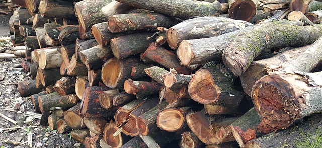 Free Wood Cut photo and picture