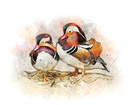 Pato, Aquarela, Pintura, Natureza