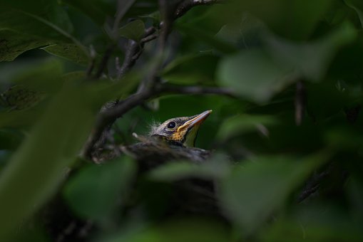 Free Bird Nest photo and picture