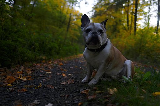 Free Bulldog French photo and picture