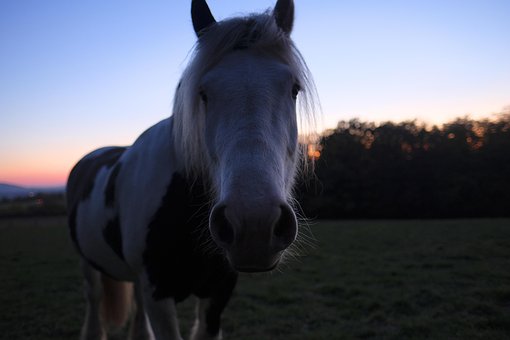 Free Horse Sundouwn photo and picture