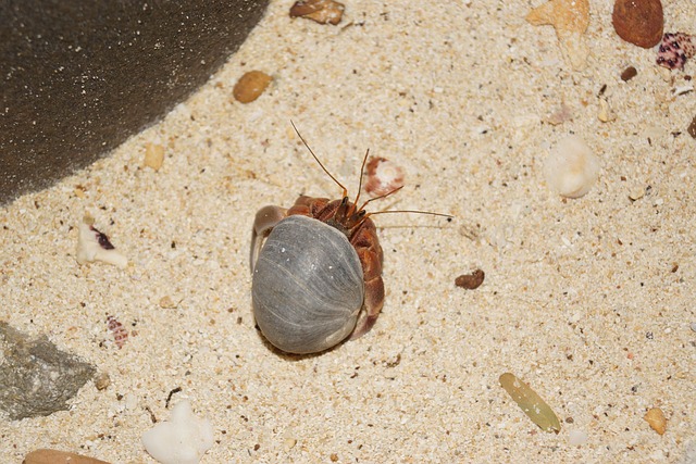 Free Life Crab photo and picture