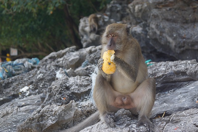 Free Monkey Eating photo and picture
