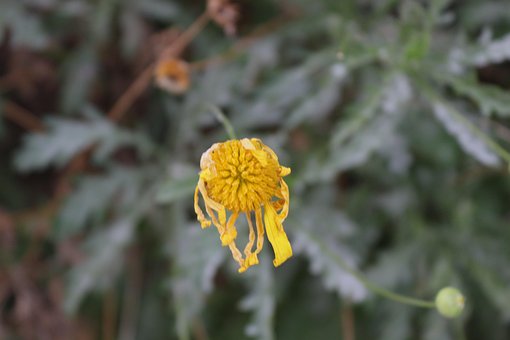 Free Dead Flower Summer photo and picture