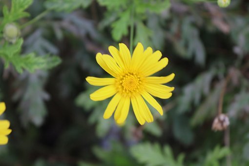 Free Flower Yellow photo and picture