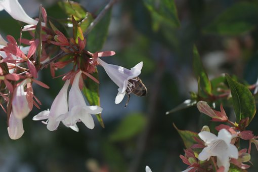 Free Spring Bee photo and picture