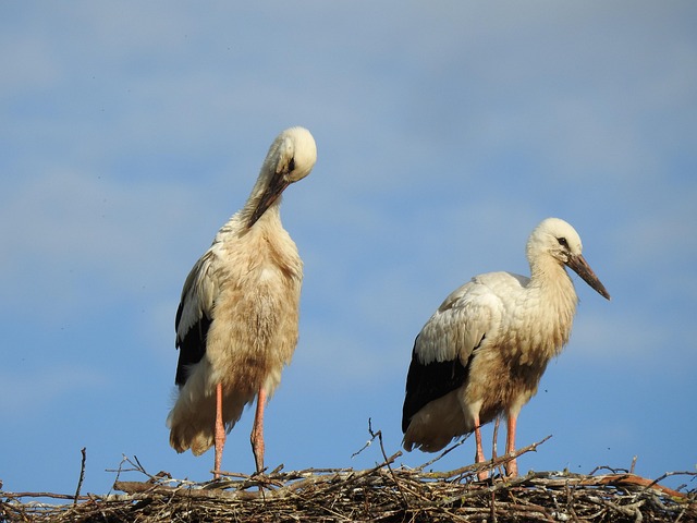 Free Stork Bird photo and picture
