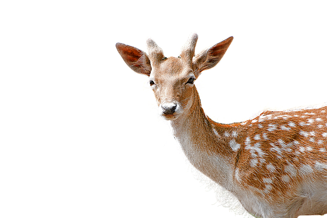 Isoliert, Junges Reh, Fauna