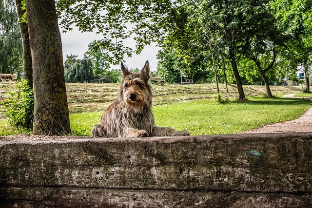 Berger Picard, Hund, Dyr, Race, Picard