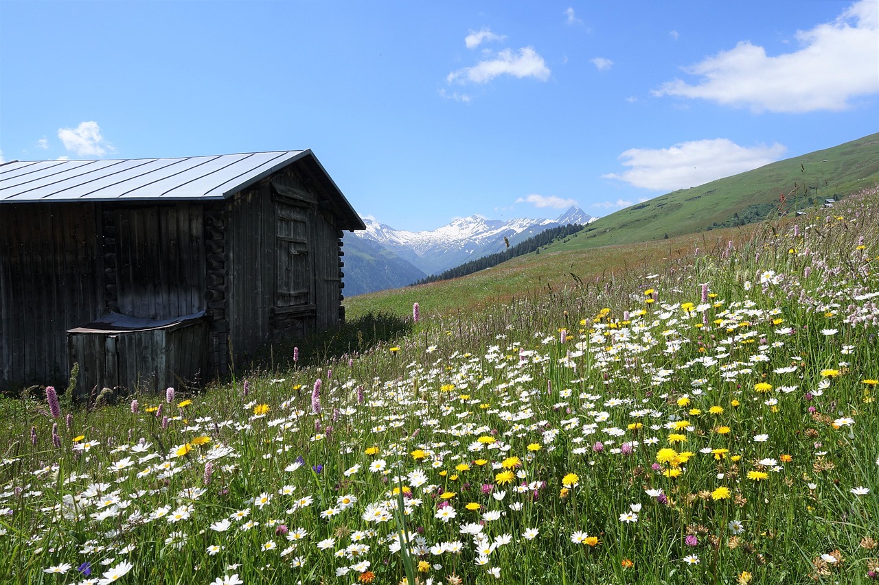 La Nature Fleur Prairie Fleurie - Photo gratuite sur Pixabay - Pixabay