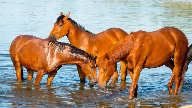Free Horses Pasture photo and picture