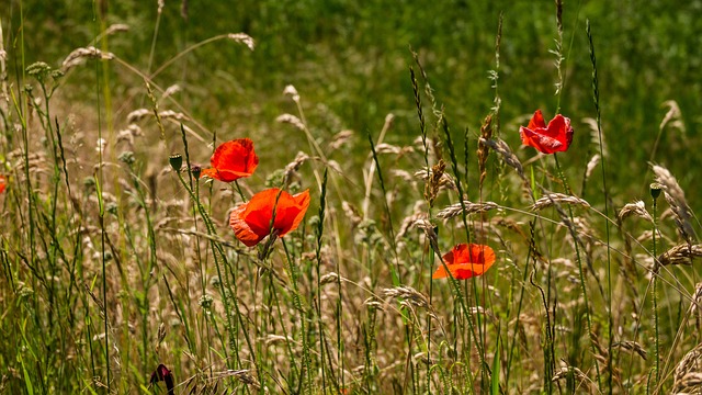 Mohn Feld Wiese - Kostenloses Foto auf Pixabay - Pixabay