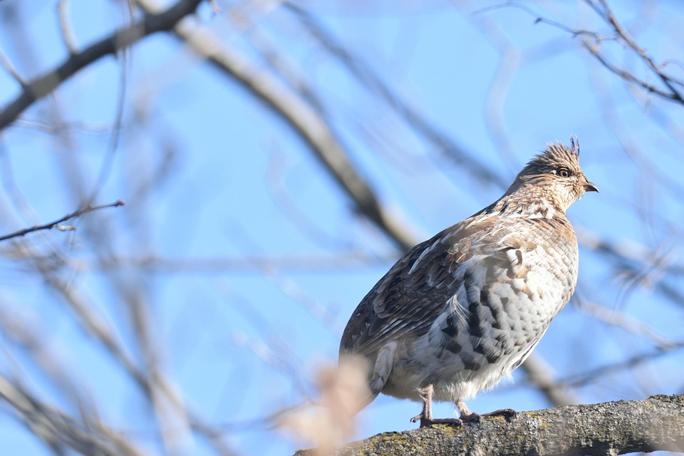 Bird Ruffed Grouse - Free photo on Pixabay - Pixabay