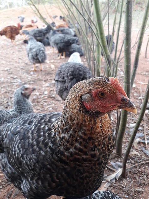 Pollo, Cra, Avicultura, Aves De Corral