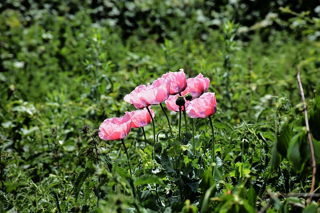 Amapola, Rosado, Bloom, Planta