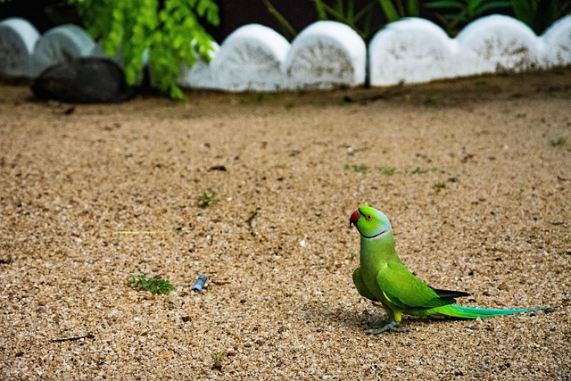 Free Parrot Green photo and picture
