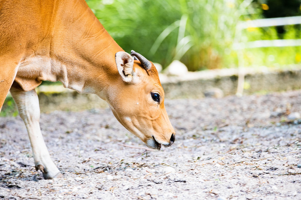 Cow Calf Cattle Free photo on Pixabay Pixabay
