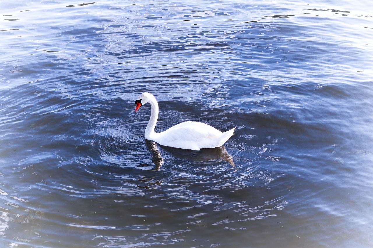 White Swan Lake Water Free photo on Pixabay